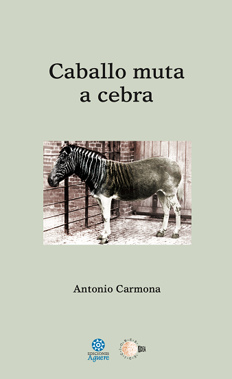 Caballo muta a cebra